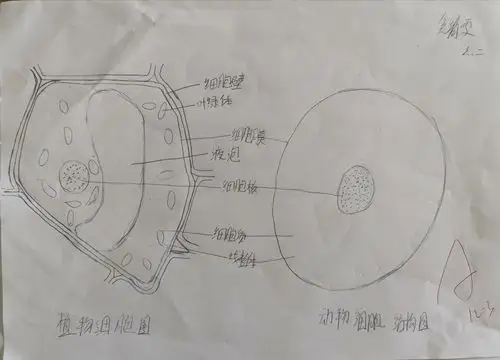 济宁市实验初中任贤校区举行生物学科特色活动—生物绘图技能展示活动