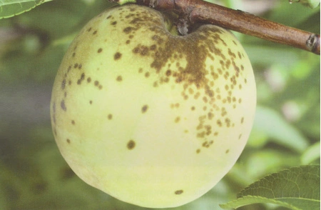 桃树疮痂病,你是这样防治的吗?