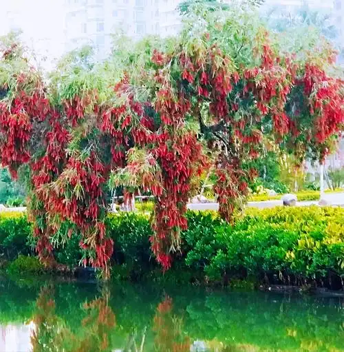 千姿百态的柳叶红千层美丽诱人