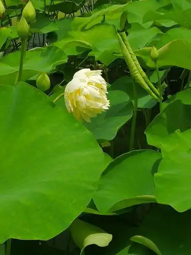 夏日荷花瓣碧莲