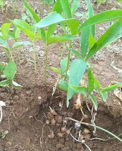 农村常见半夏,70-80后挖它来赚零花钱,有人叫它麻芋果,认识吗