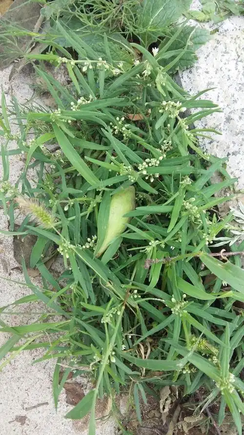 会流"乳汁"的野瓜,绝经妇女和产妇都爱的宝贝,名字无人知晓