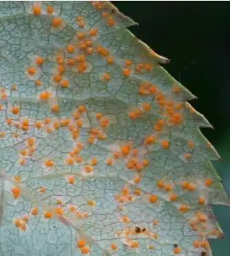 月季锈病症状及防护措施