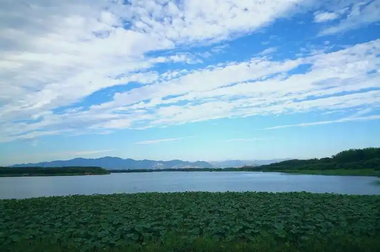 昌平沙河水库清秋引鹭来