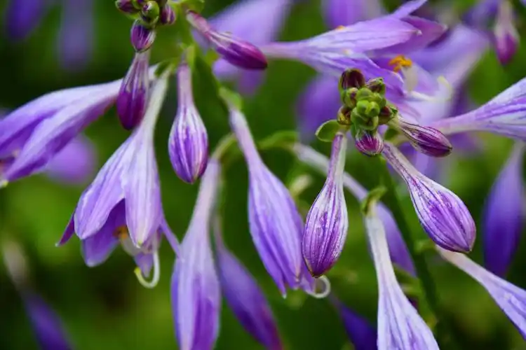 紫色的玉簪花,原创拍摄