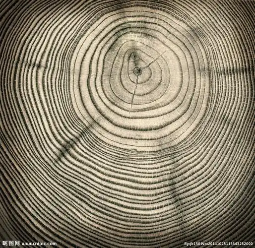 年轮图片