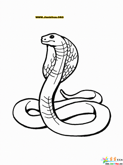 蛇的简笔画画法14张 第2张广告绘画素描工具-京东百种文具性价比爆表