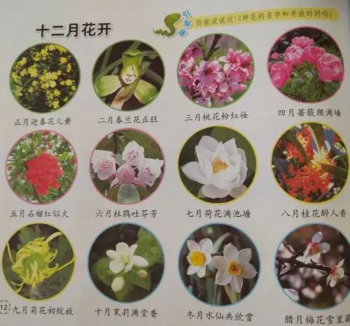 活动:十二月花开   第12页
