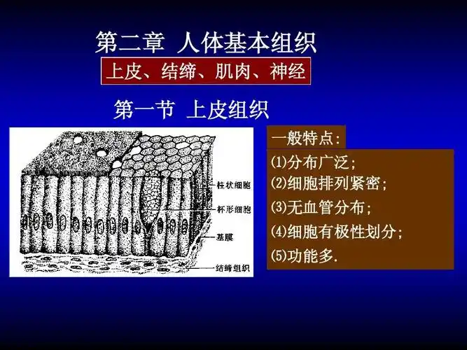 人体基本组织 上皮,结缔,肌肉,神经 第一节 上皮组织 一般特点:  分布
