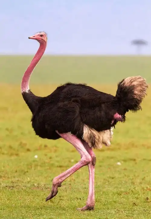 小班二班美术兴趣班第二节《鸵鸟》