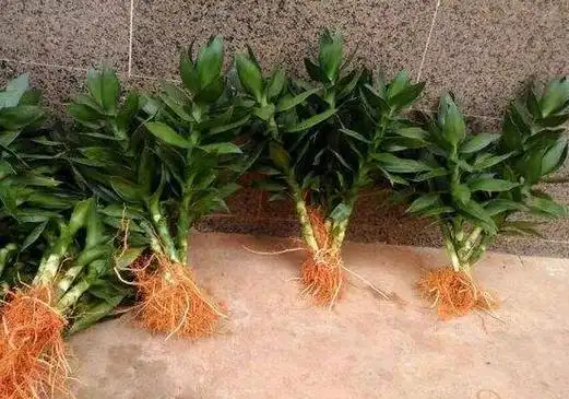 观音竹和富贵竹的区别观音竹好还是富贵竹好