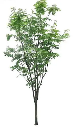 茁壮成长的小树特写照片