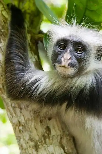 杂食性动物图片_全景网