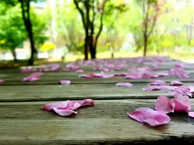 花开花落知多少