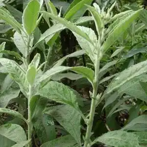 中草药广西野生中药材大风艾 艾纳香牛耳艾大风叶大枫草一斤包邮