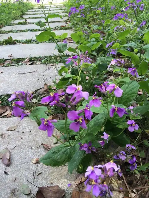 一个人的花开花落