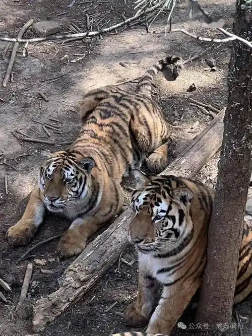 云南野生动物园樱花季