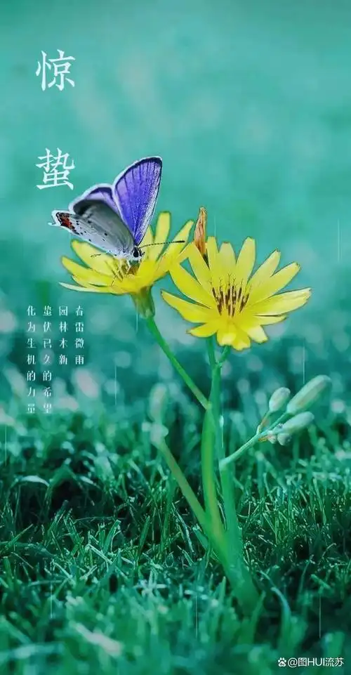 24节气之惊蛰节气壁纸