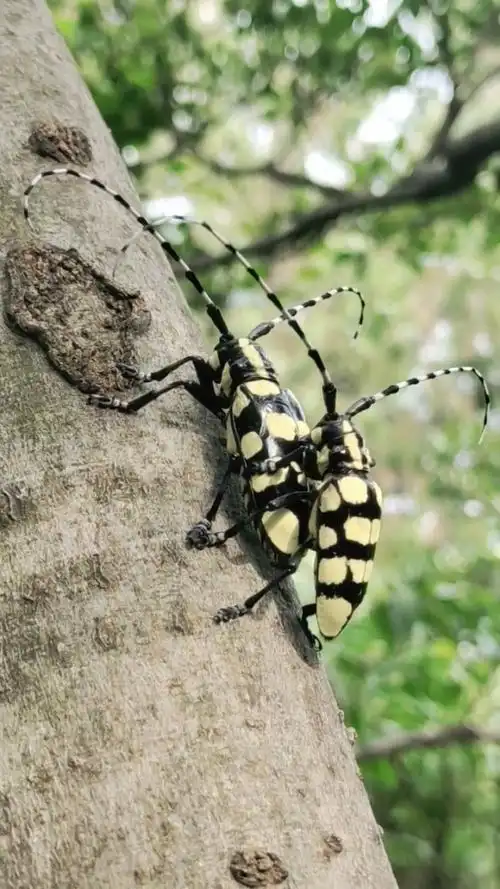 这种昆虫小时候很多,现在不太能见到了!