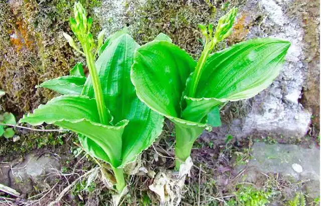 羊耳蒜人称见血清,能活血止血,消肿止痛,是水中工作人的福音