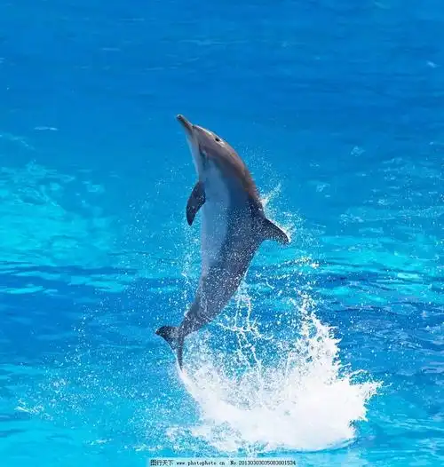 海豚主要栖息于热带的温暖海域,但也有一些比如露脊海豚更喜欢寒冷
