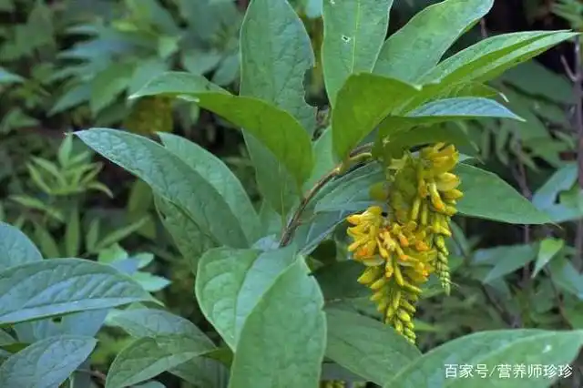 花倒着开,根部像人参,它全身都是宝,煲汤,做菜,泡茶样样行