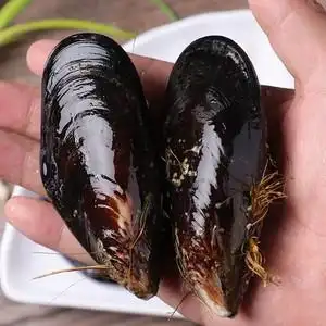 活青口贝鲜活特大海虹带壳整箱6斤淡菜贻贝海鲜水产贝类海红海味