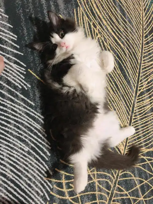 高地黑白奶牛猫,忍痛割爱被原住民欺负的.