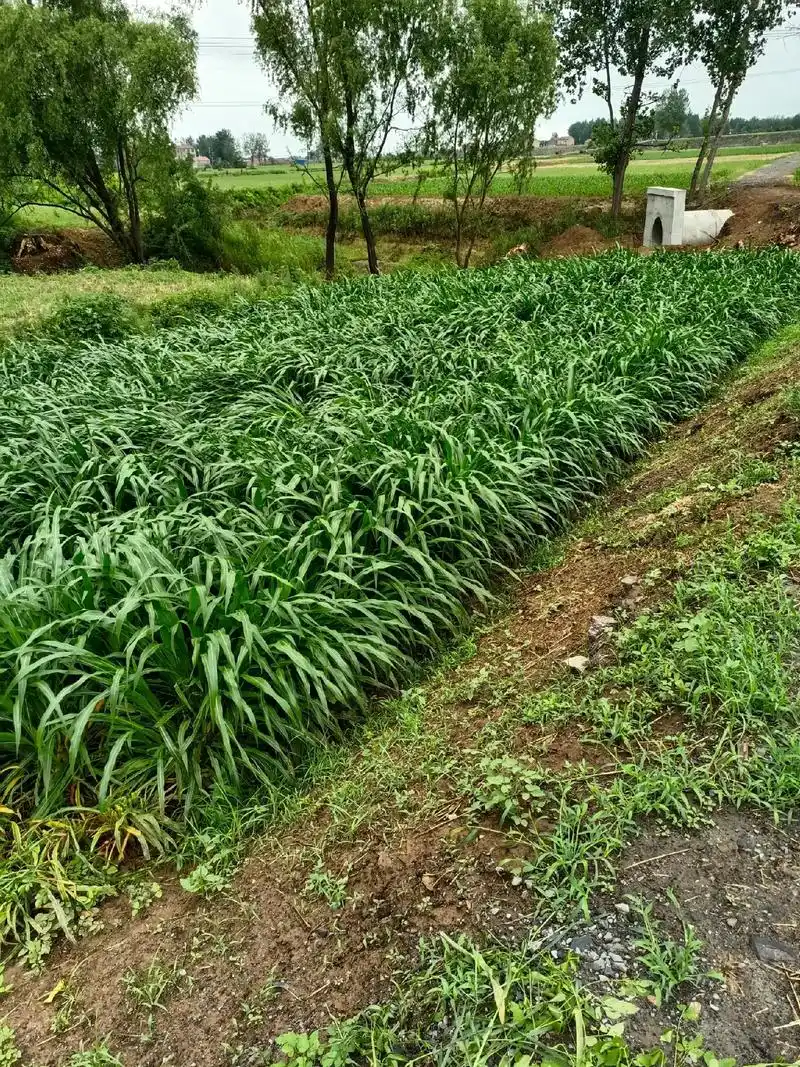 养羊不种草等于瞎胡搞,墨西哥玉米草亩产五万斤,十天割一茬, - 抖音