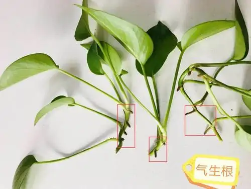 找到有气生根的枝条