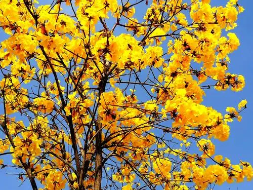 黄花风铃的美惊艳了整个初春