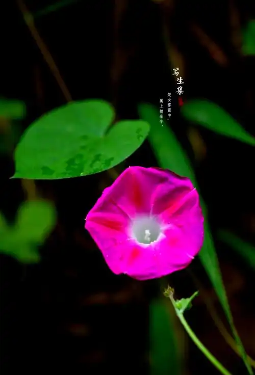 🌸 圆叶牵牛全解析 🌸