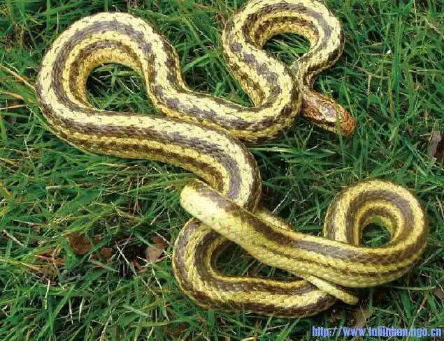 辽宁省蛇的分布