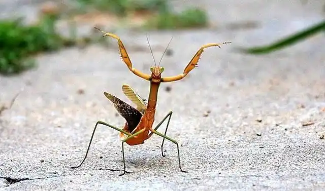 孔雀螳螂现在已经有作为宠物饲养,100多元一只.