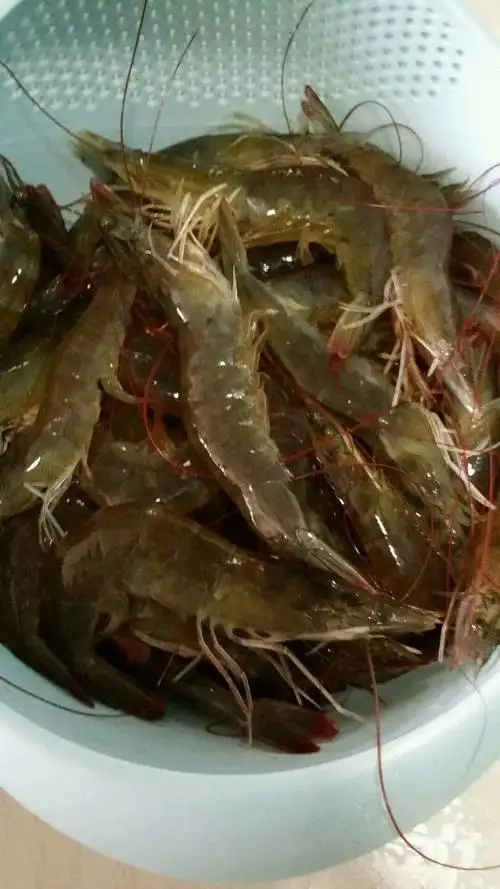 将虾放入脸盆中水洗,这样看我的小虾,更是可爱了.馋的我流口水了!