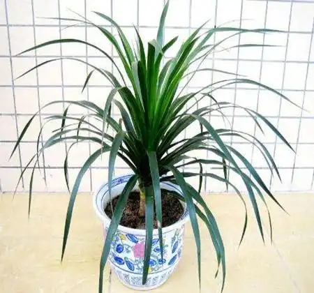 龙雪兰怎么繁殖