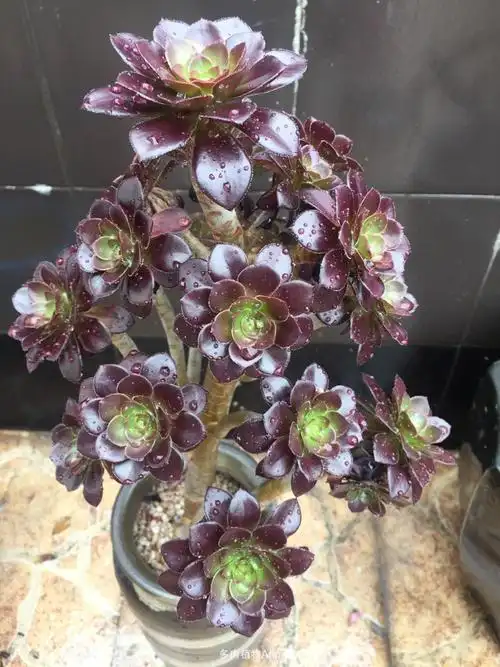 小圆叶法师,生长季叶片变得尖了些