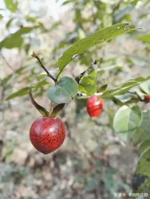 一组来自野外老鸦柿的近照