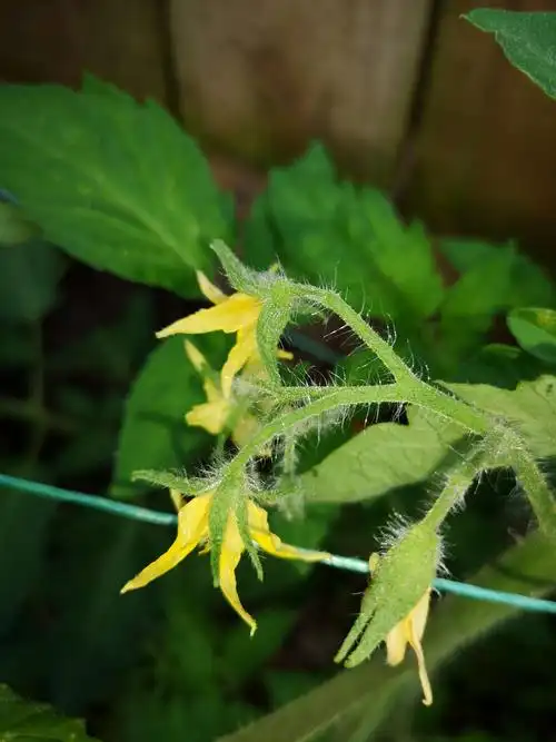 西红柿开花一串串