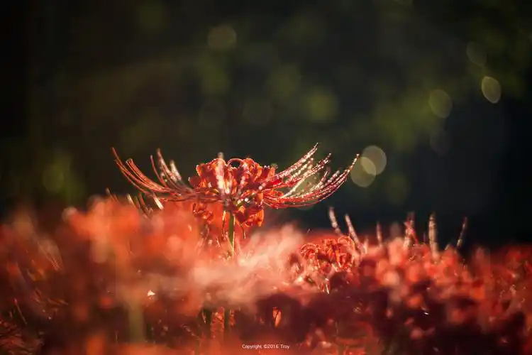 白浪诗丛之彼岸花