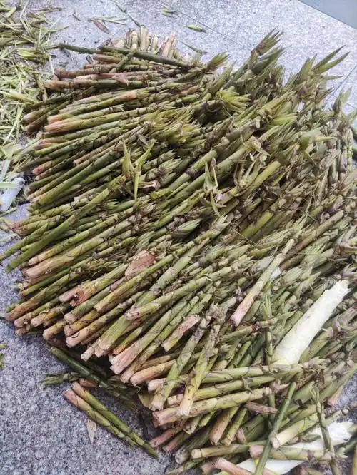 野笋自由天目山高山小笋一早上劳动成果