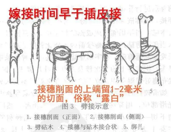 嫁接:春季是桃树嫁接最佳时间,掌握这种果树嫁接技术就够用了