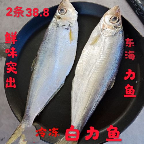 白鳞鱼新鲜东海特产白力鱼冷冻鳓鱼白鱼每条300克-400克整箱