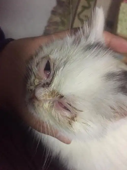 求助.猫咪眼角长类似息肉,另一眼更是因为息肉粘连在了一起