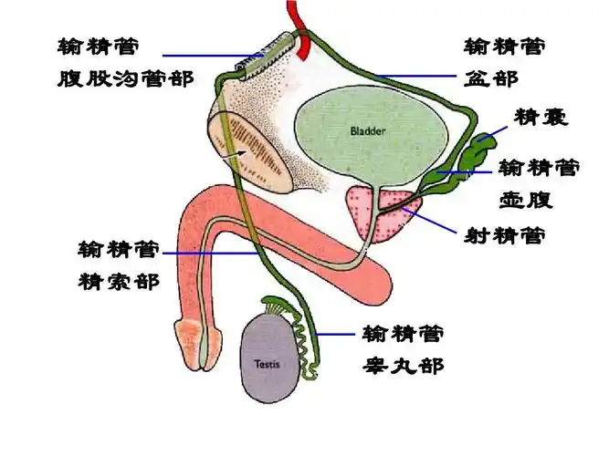 输精管 腹股沟管部 输精管 盆部 精囊 输精管 壶腹 射精管 输精管