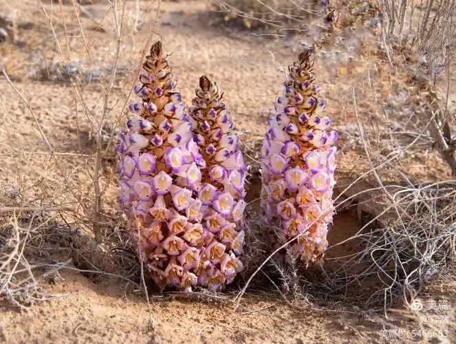 大漠苁蓉花 - 美篇