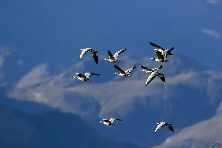 群雁高飞(斑头雁)