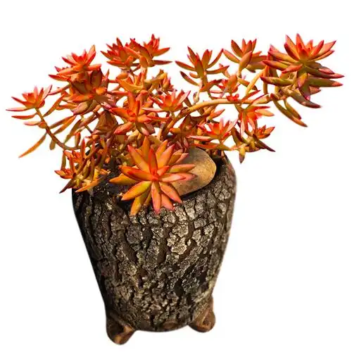 加州落日多肉植物红日一物一拍老桩造型悬崖阳台包邮向阳派