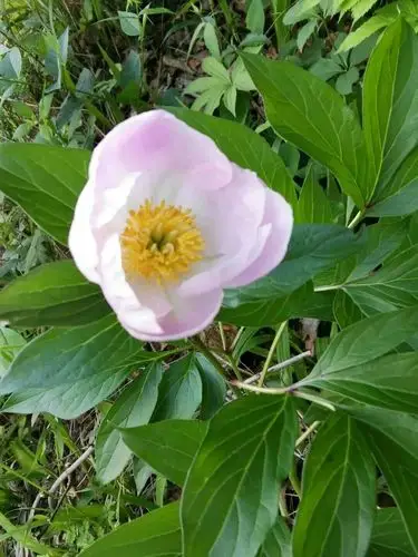 这是一组山上纯野生的芍药花,颜色是白里透粉,恰似美人略施粉黛.