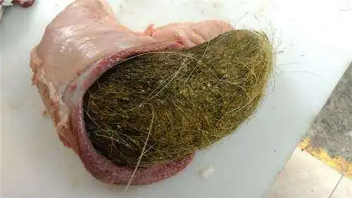 猪砂去哪里卖比较安全